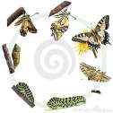 de-cyclus-van-het-leven-van-de-vlinder-swallowtail-20321165
